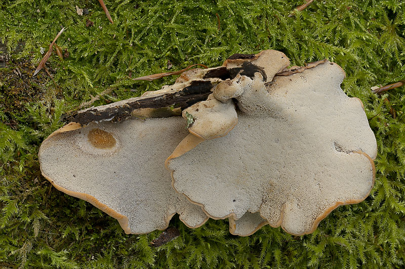Polyporus leptocephalus
